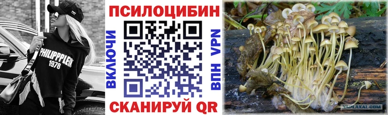 как найти Кимры Галлюциногенные грибы GOLDEN TEACHER